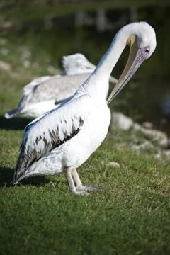 Pelican Stock Photos