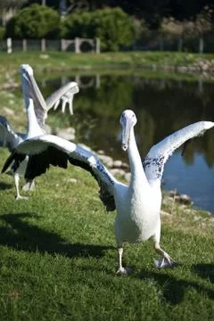 Pelican Stock Photos