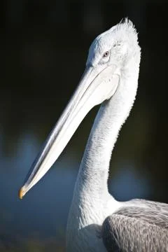 Pelican Foto stock