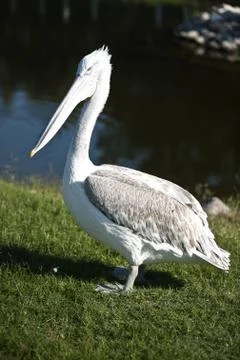 Pelican Stock Photos