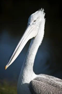 Pelican Stock Photos