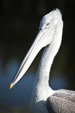 Pelican Foto stock