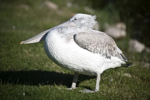 Pelican Stock Photos