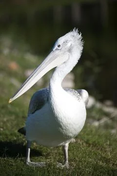 Pelican Stock Photos