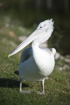 Pelican Foto stock