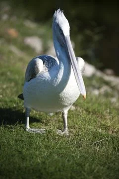 Pelican Stock Photos