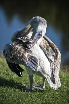 Pelican Stock Photos