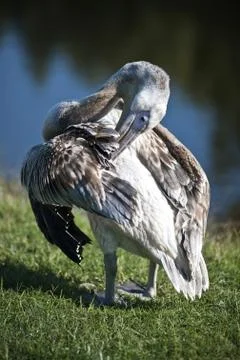 Pelican Stock Photos