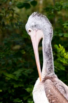 Pelican Stock Photos