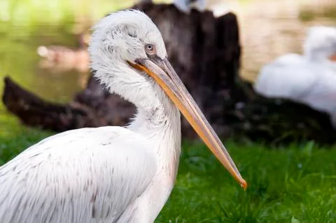 Pelican Stock Photos