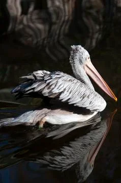Pelican Stock Photos