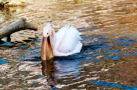 Pelican Stock Photos