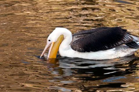 Pelican Stock Photos