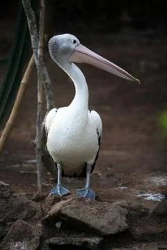 Pelican Stock Photos