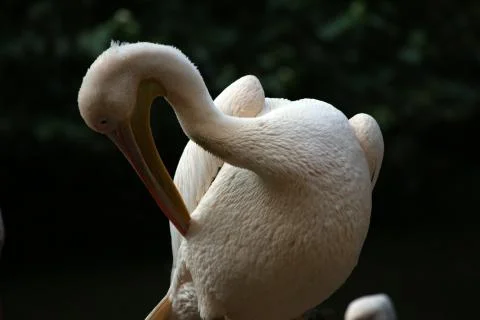 Pelican Stock Photos