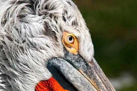Pelican Stock Photos