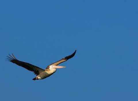 Pelican Stock Photos