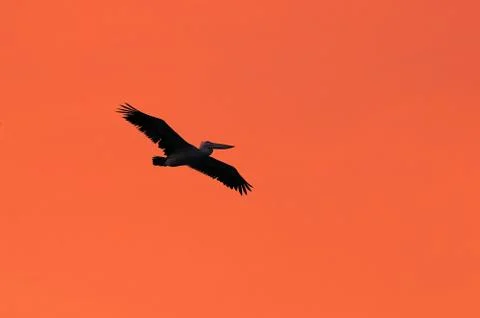 Pelican Stock Photos