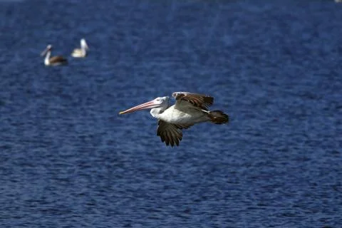 Pelican Stock Photos