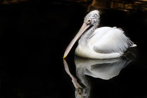 Pelican Stock Photos
