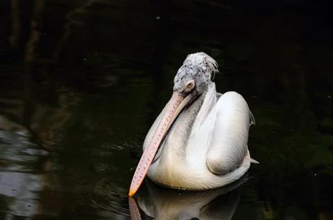 PElican Stock Photos