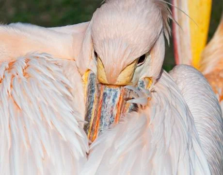 Pelican Stock Photos