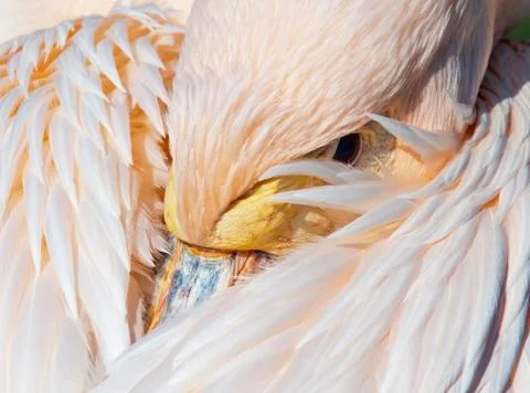 Pelican Stock Photos