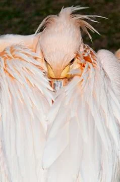 Pelican Stock Photos