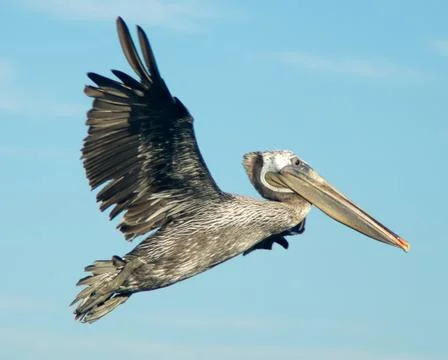 Pelican Stock Photos