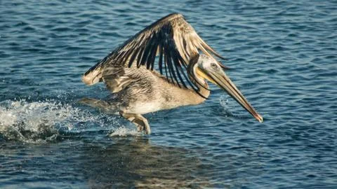 Pelican Foto stock