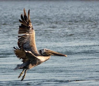 Pelican Stock Photos