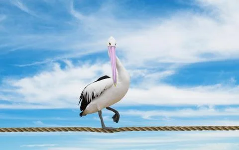 Pelican Stock Photos