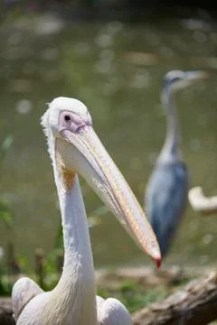 Pelican Stock Photos