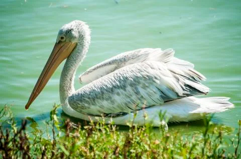 Pelican Stock Photos