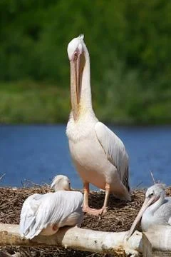 Pelican Stock Photos