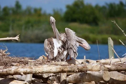 Pelican Фото