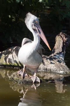 Pelican Stock Photos