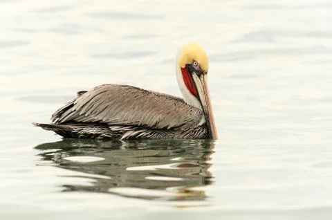 Pelican Stock Photos