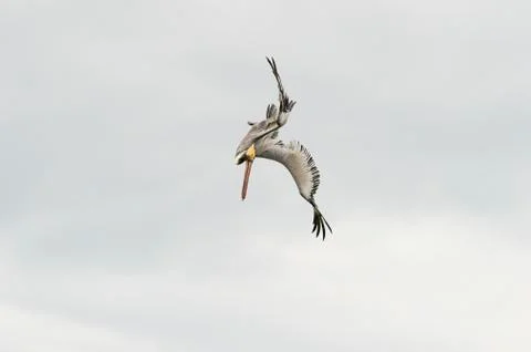 Pelican Stock Photos