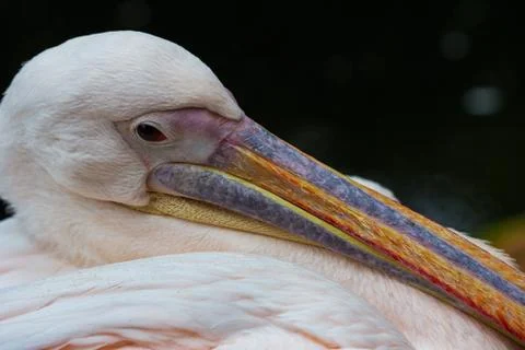 Pelican Foto stock
