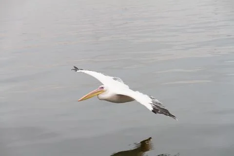 Pelican Stock Photos