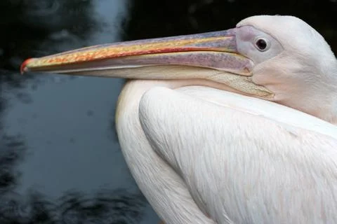 Pelican Stock Photos