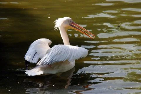 Pelican Stock Photos