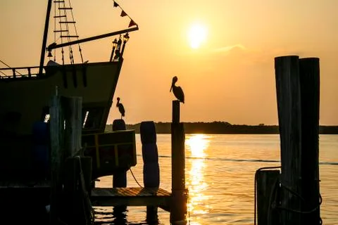 Pelican Stock Photos