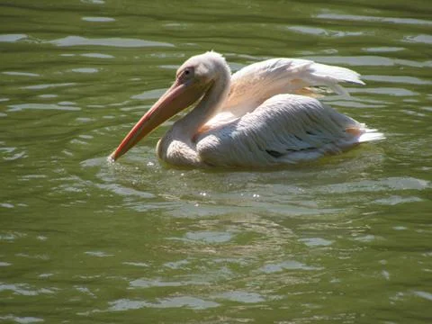 Pelican Stock Photos