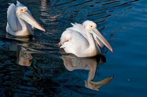 Pelican Stock Photos