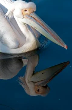 Pelican Stock Photos