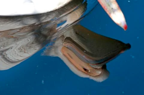 Pelican Stock Photos