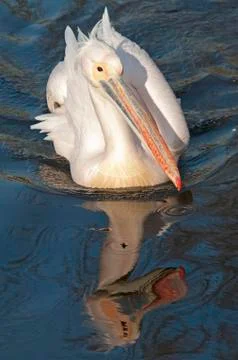 Pelican Фото