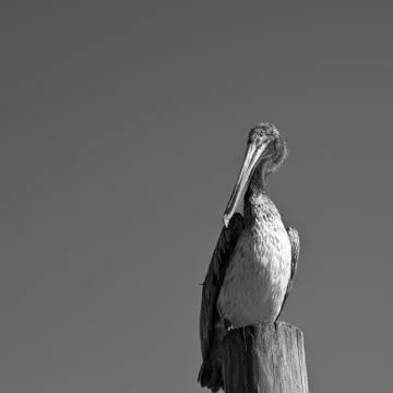 Pelican Stock Photos